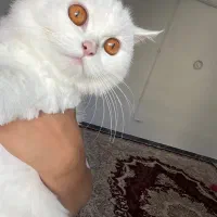 گربه پرشین دال فیس