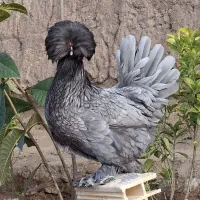 جوجه زینتی سلطان