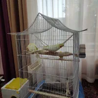 پرنده