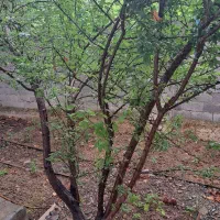 فروش-خونه-دروازلاکان-کوچه-رجایی