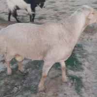 قوچ اصیل