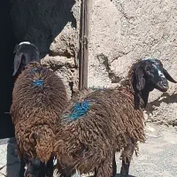 دوعدد بره ماده