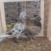 فروش کبوتر پرشی به شرط پرش