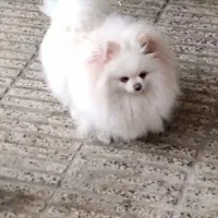 پامرانین ماده سفید