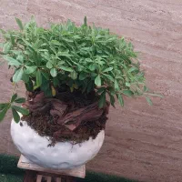 بونسای میخک هندی