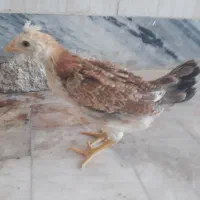 وار گلین