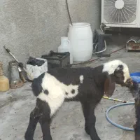 بره نر