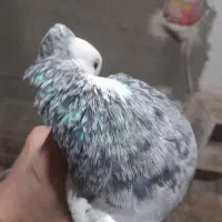 کبوتر طوقی سینه زرد کفتر جفتگاهی پرنده