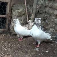 کفتر خوب معاوضه