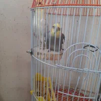 پرنده