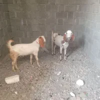 گوسفند فروشی