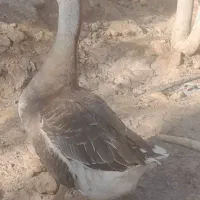 غوغاز نر و ماده