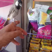 دستی با قناری دستی 2عدد
