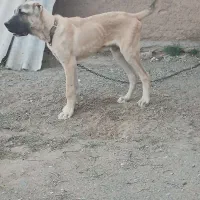 توله خراسانی