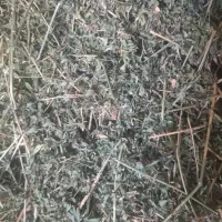 یونجه دست پیچ انباری پربرگ ساقه نازک