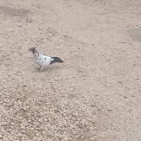 کبوتر  13 عدد