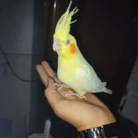 عروس هلندی