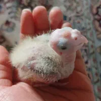 جوجه عروس هلندی