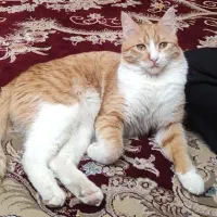 واگذاری رایگان گربه