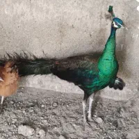 تخم طاووس جاوا موجوده