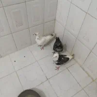 سهتاکفترتیرماهیگرفتنی