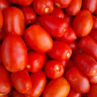 گوجه بازاری وربی