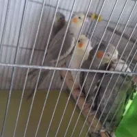 عروس هلندی و مرغ عشق