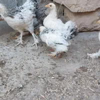 نیمچه برهما لایت