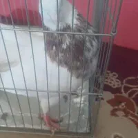 طوقی شهرک الغدیر