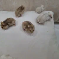 همستر کمپل
