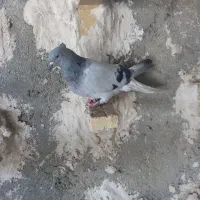ماده سبز دم سفید شمعک تخت