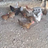 ۹ بارنی وخروس  محلی هر کدام ۶۵۰ هزار تومان