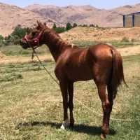 اسب عرب نریان یکسر سه ساله