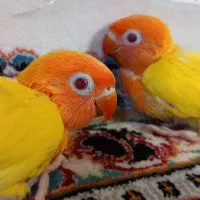 جوجه کوتوله برزیلی