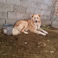 واگذاری سگ نگهبان قدریجونی