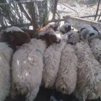 بره بومی بیابانی