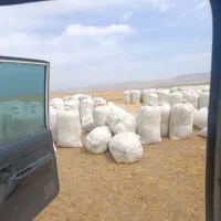 کاه گندم