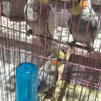 فروش ۲ عدد عروس هلندی