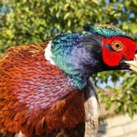 مرغ و خروس زینتی