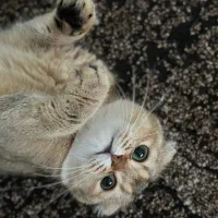 گربه اسکاتیش نر برای جفت گیری