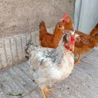 سه عدد جوجه محلی
