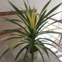 گل پاندانوس بزرگ