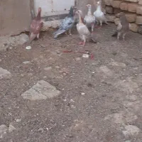 کبوتر
