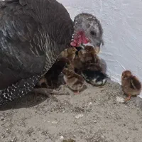 بوقلمون کرچ با جوجه مرغ جوجه شاخ دار سفید