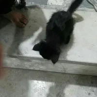 واگذاری گربه
