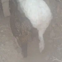 مرغ کرک لاری