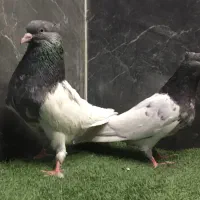 کله ای عتیقه
