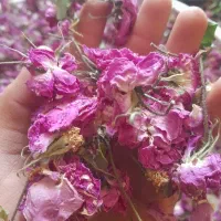 گل محمدی|گل و گیاه طبیعی|فسا, |دیوار