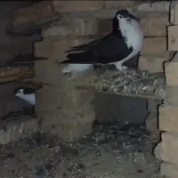 کبوتر ساده