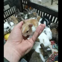 مینی خرگوش